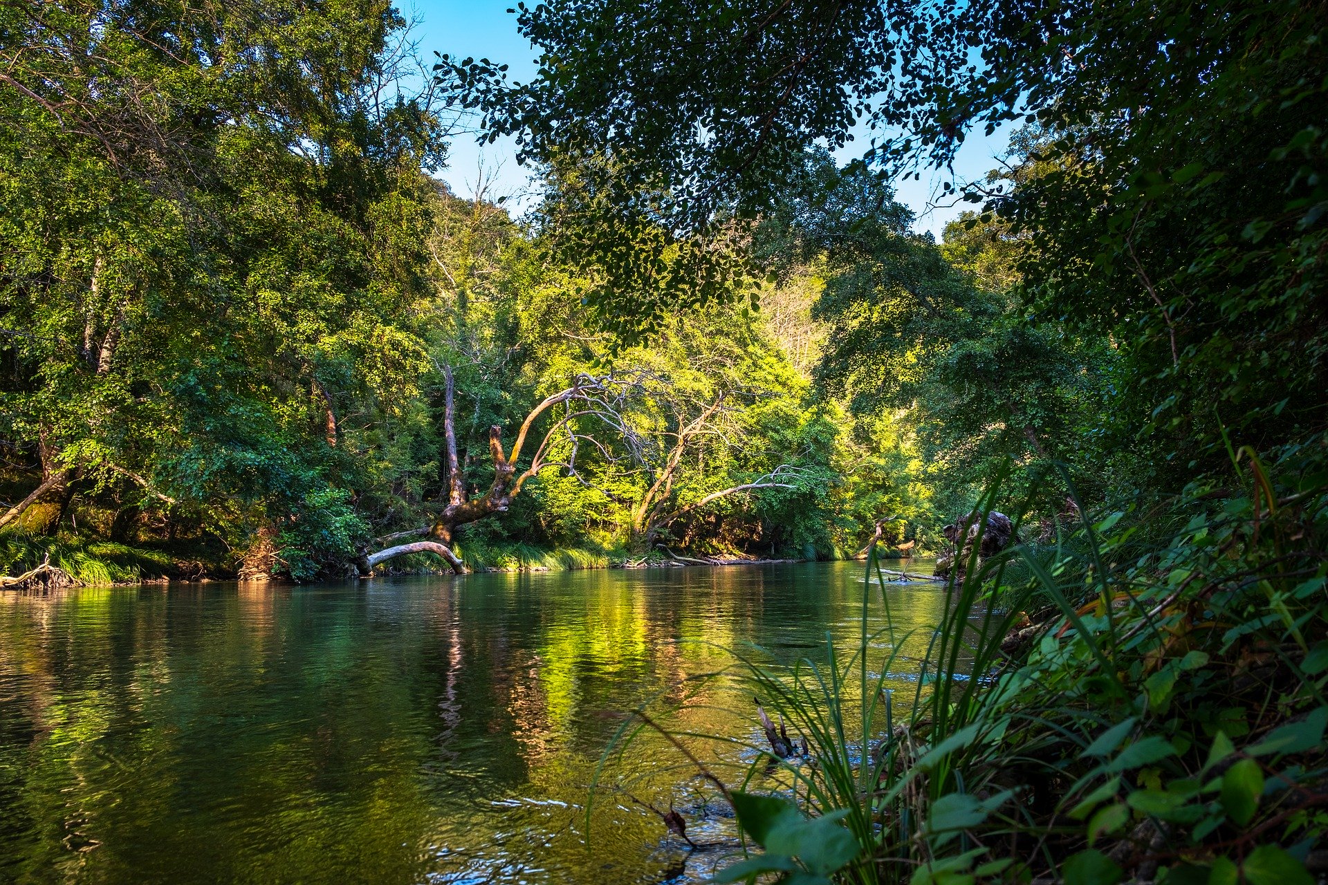 foresta plu(2).jpg